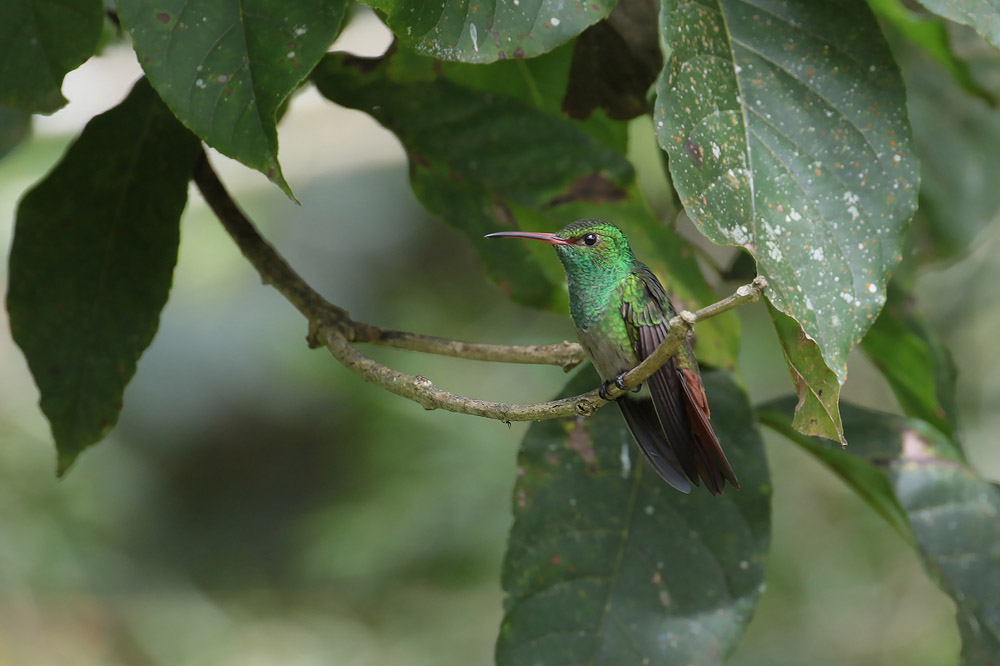 Rufous-tailed Huimmingbird